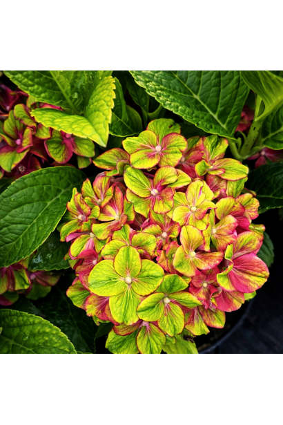 Гортензія Глоссі Ліпс